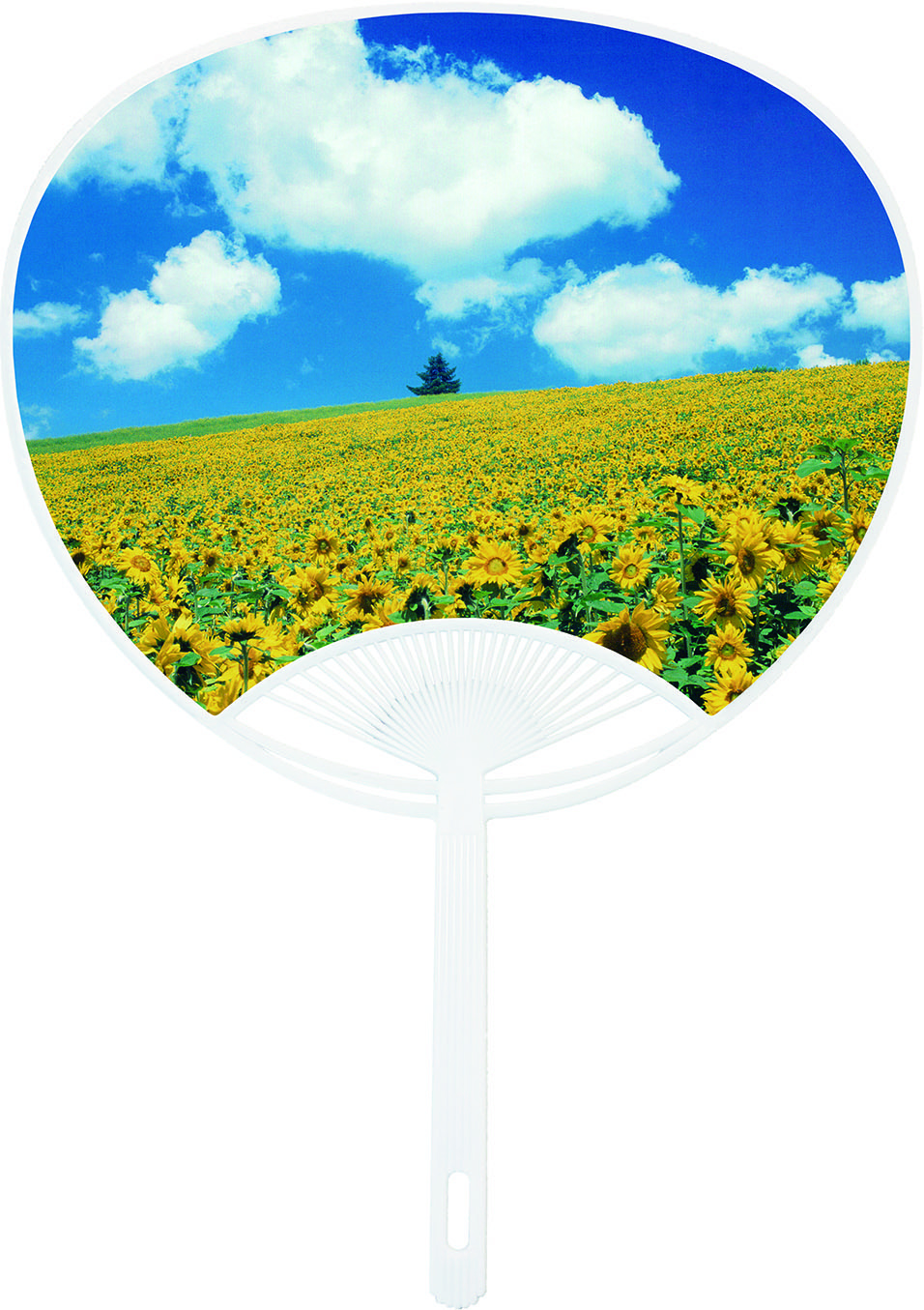 G　青空ひまわり