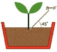 スティックガーデン植え方